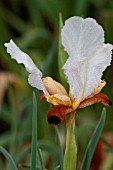 IRIS PARADOXA FORMA MIRABILIS