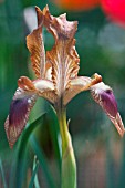 IRIS MEDA