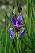 IRIS SIKKIMENSIS