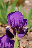 IRIS LUTECENS BLUESTONE