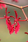 RENANTHERA RED FEATHERS
