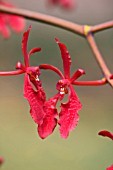 RENANTHERA RED FEATHERS