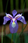 IRIS CYCLOGLOSSA