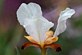 IRIS PARADOXA FORMA MIRABILIS