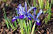 IRIS BAKERIANA