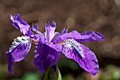 IRIS TECTORUM