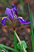 IRIS UNGUICULARIS SSP.CRETENSIS