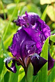 IRIS HOOKERIANA