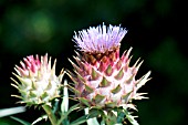 CYNARA CARDUNCULUS (CARDOON)