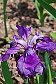 IRIS ILLYRICA