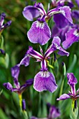 IRIS SETOSA SSP.CANADENSIS