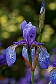 IRIS UROMOVII