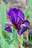 IRIS APHYLLA