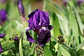 IRIS LUTESCENS