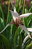 IRIS ACUTILOBA SSP.LONGITEPALA