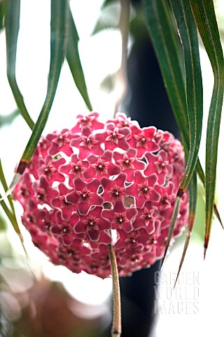 HOYA_CARNOSA