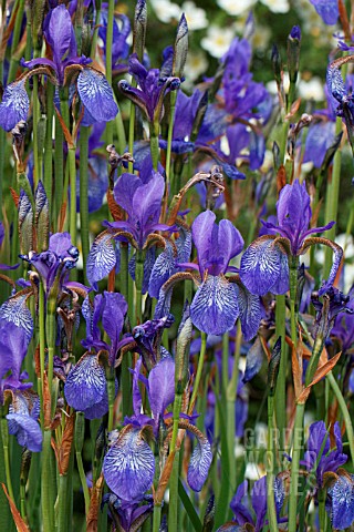 IRIS_UROMOVII