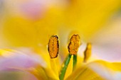TULIPA