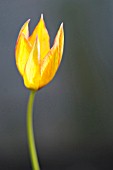 TULIPA ORPHANIDEA FLAVA