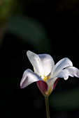 TULIPA ACUMINATA