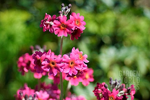 PRIMULA_BURMANICA