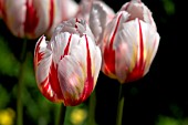 TULIPA HAPPY GENERATION