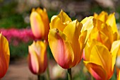 TULIPA BLUSHING BEAUTY