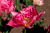 TULIPA PEACH BLOSSOM