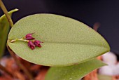 PLEUROTHALLIS LIMAE