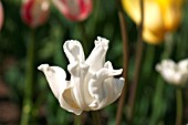 TULIPA PICTURE