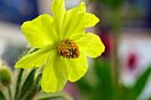 MECONOPSIS INTEGRIFOLIA