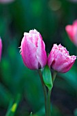 TULIPA FRINGED FAMILY