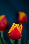 TULIPA KEES NELLIS