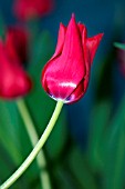 TULIPA RED SHINE