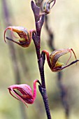 SCAPHOSEPALUM ANTENNIFERUM