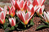 TULIPA KAUFMANNIANA