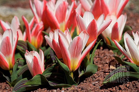 TULIPA_KAUFMANNIANA