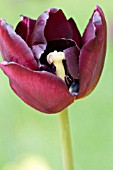 TULIPA QUEEN OF THE NIGHT