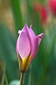 TULIPA HUMILIS