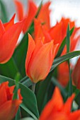 TULIPA PRAESTANS