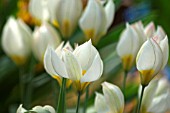 TULIPA POLYCHROMA