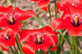 TULIPA PLATYSTIGMA