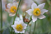 PULSATILLA VULGARIS ALBA