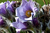 PULSATILLA TURCZANINOVII