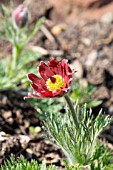 PULSATILLA REGELIANA