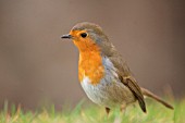 ROBIN IN FRONT GARDEN