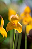 MASDEVALLIA COPPER ANGEL