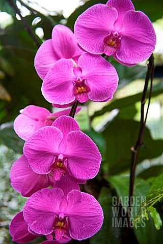 PHALAENOPSIS_TAI_LIN_REDANGEL