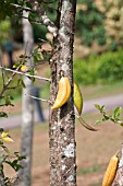 PARMENTIERA CAREIFERA (CANDLE TREE)