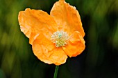 PAPAVER APOKRINOMENON